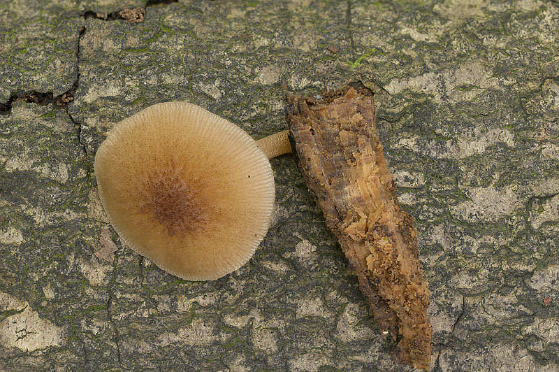 Pluteus plautus